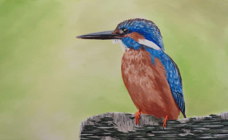 How to Paint a Kingfisher in Acrylic