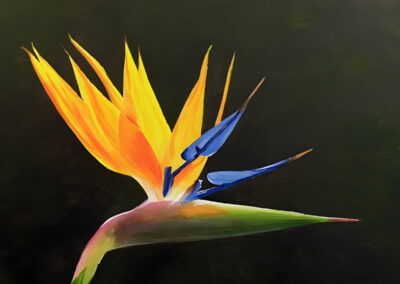 How to Paint a Strelitzia Flower in Acrylic