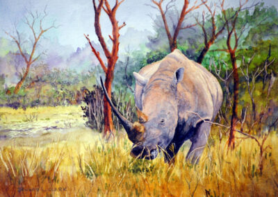 How to Paint a White Rhino in Watercolour