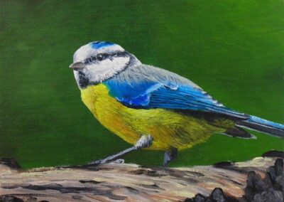 How to Paint Birds in Oil – Blue Tit