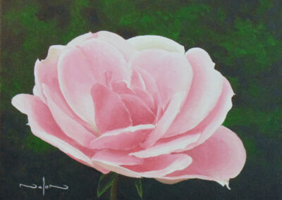 How to Paint a Rose in Acrylic