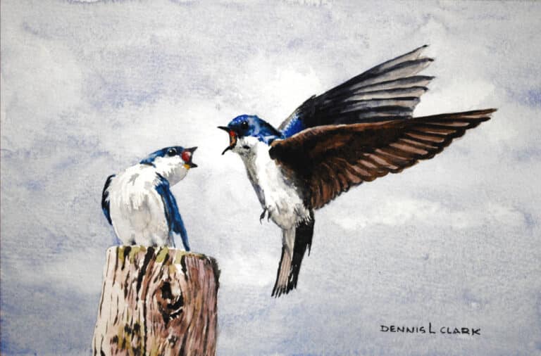 How to Paint Two Swallows in Watercolour