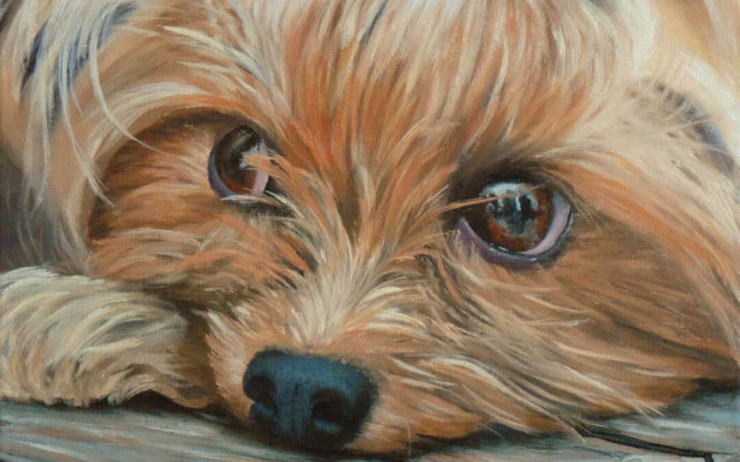 How to Paint a Yorkshire Terrier in Oil