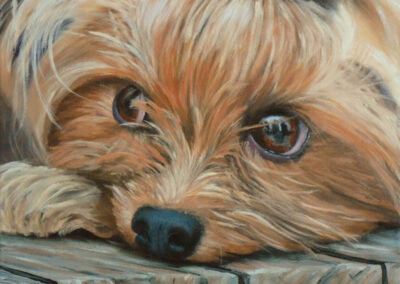 How to Paint a Yorkshire Terrier in Oil