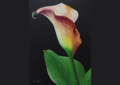 How to Paint a Calla Lily in Oil