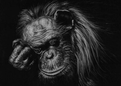 How to Draw a Sleeping Chimpanzee