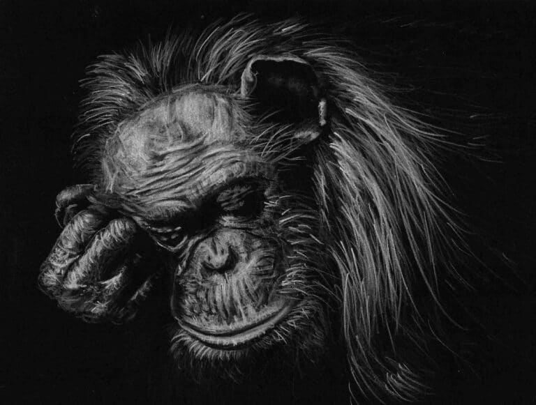 How to Draw a Sleeping Chimpanzee