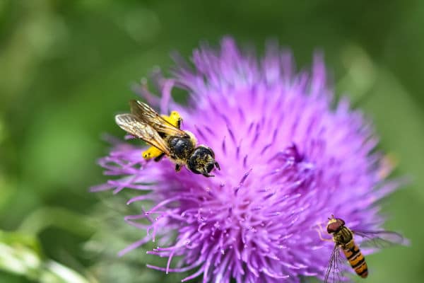 complementary colours with flower and bee