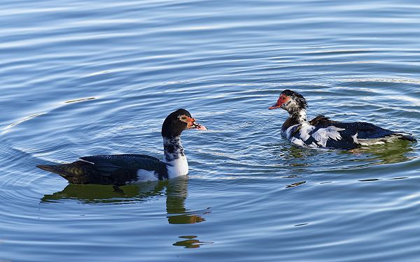 ripples on water are result of movement under the water