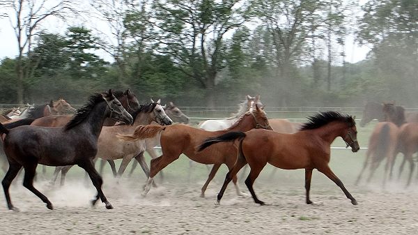 dust is result of horses movement