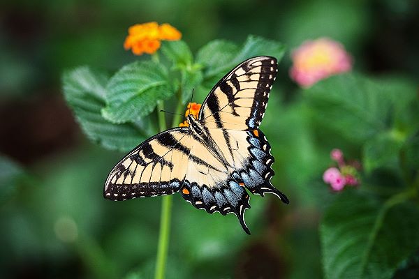 Markings on a butterfly wing form a pattern