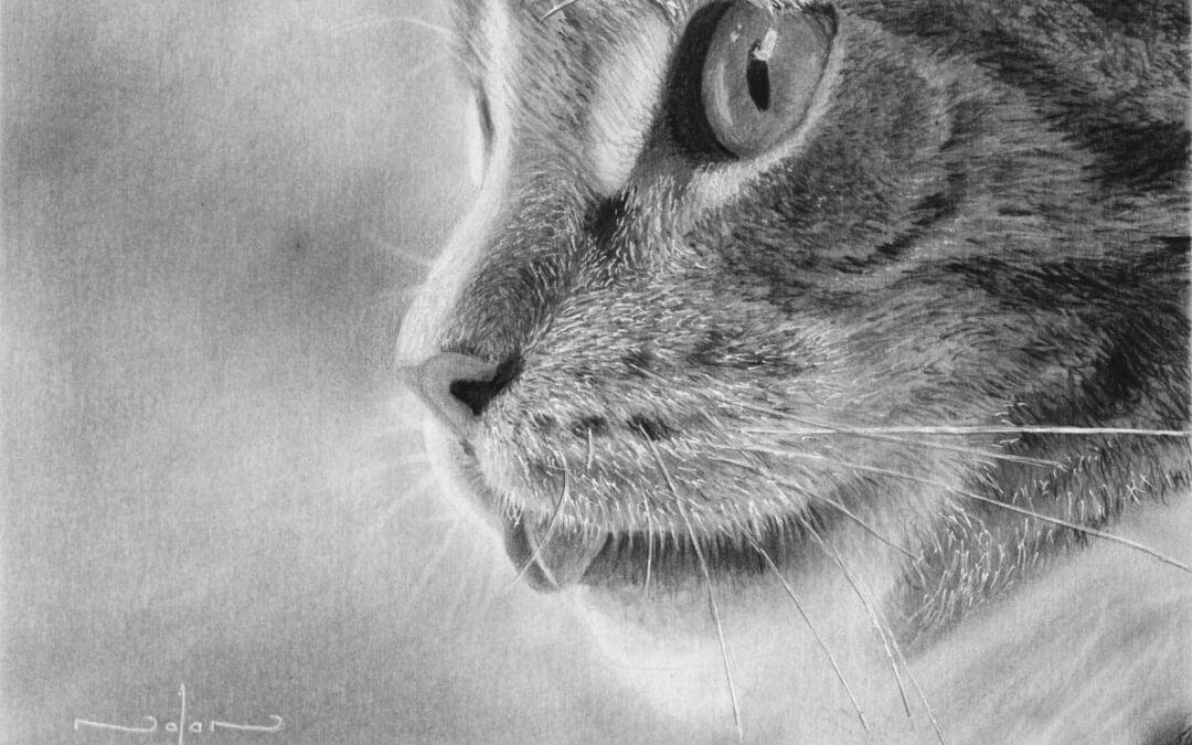 How to Draw a Cat – Side View