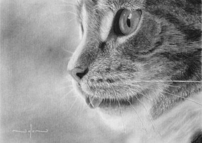 How to Draw a Cat – Side View