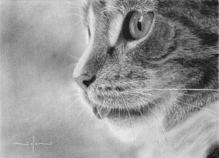 How to Draw a Cat – Side View