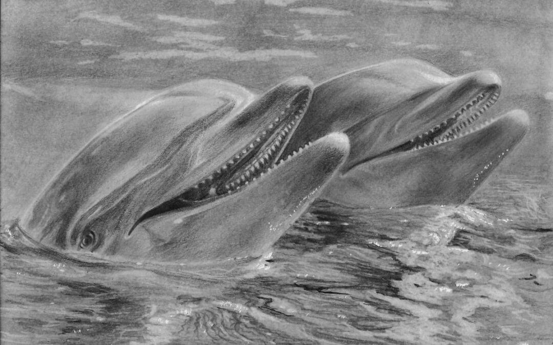 How to Draw Dolphins